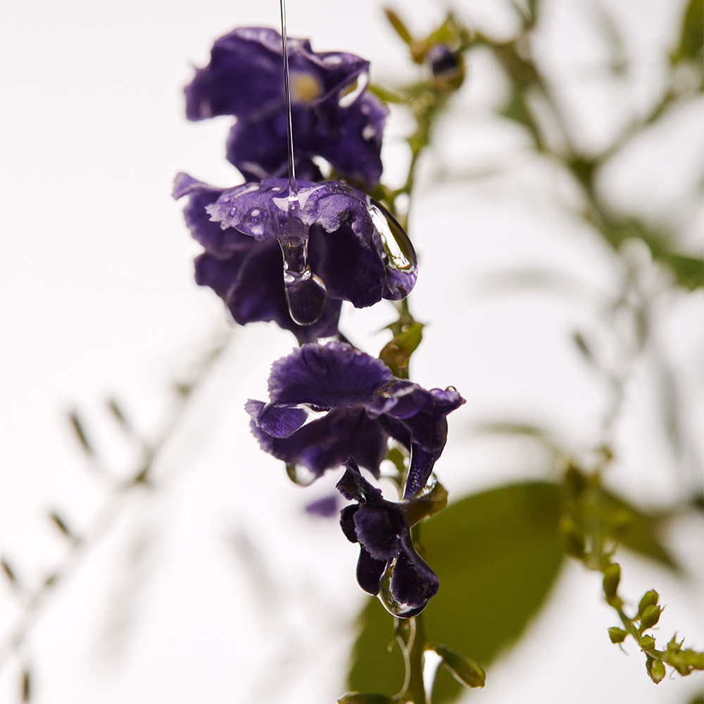 아로마티카 리츄얼 헤어오일 자스민 & 베티버 50ML 헤어에센스 컬링