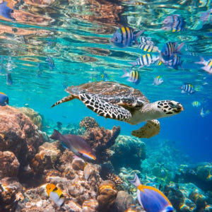 인도네시아 발리 빠당바이 스노클링 (PADI 5성급 다이빙 센터) 솔직 후기 | 실사용자 리뷰 분석 - 상품 이미지 1