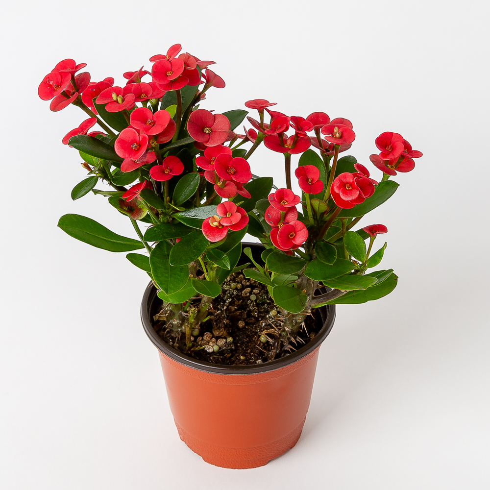 꽃기린 다육이 종류 화분 선인장 키우기 제품 이미지