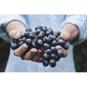 이탈리아 토리노 출발 랑게 지역 바롤로 와인 시음 프라이빗 투어 솔직 후기 | 실사용자 리뷰 분석 - 상품 이미지 4