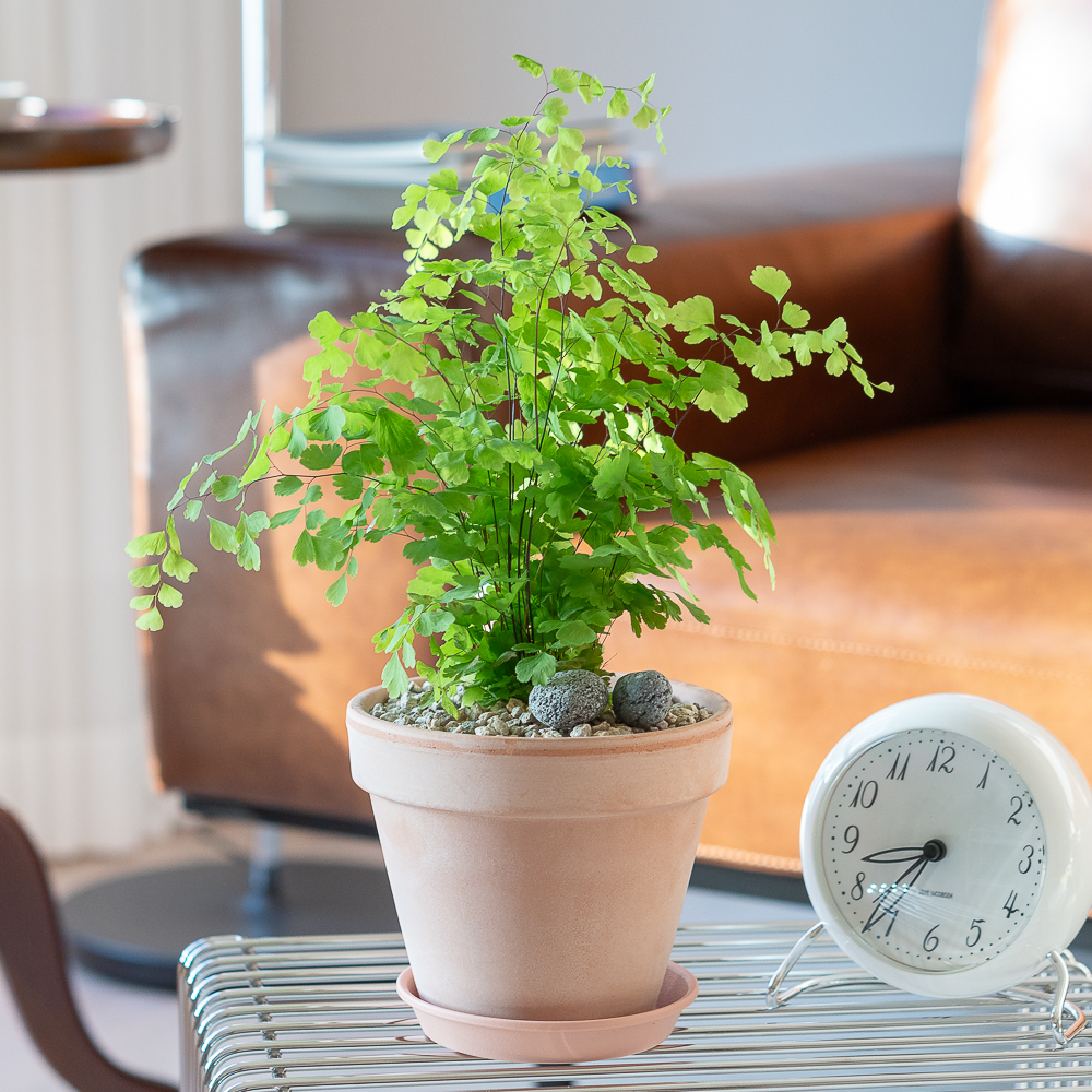 아디안텀 고사리 키우기 쉬운 반려식물