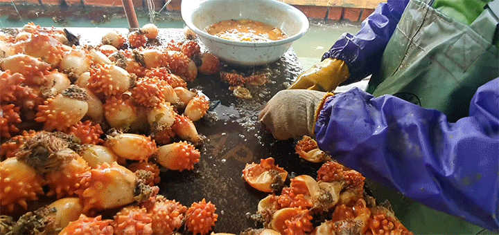 통영 산지직송 활 멍게 제철 자연산 멍게 - 상세 이미지 2