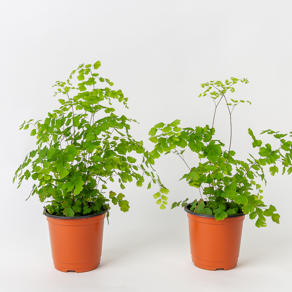 아디안텀 고사리 키우기 쉬운 반려식물