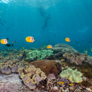 인도네시아 발리 아메드 스노클링 (PADI 5성급 다이빙 센터) 솔직 후기 | 실사용자 리뷰 분석 - 상품 이미지 1