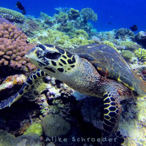 인도네시아 발리 아메드 스노클링 (PADI 5성급 다이빙 센터) 솔직 후기 | 실사용자 리뷰 분석 - 상품 이미지 3