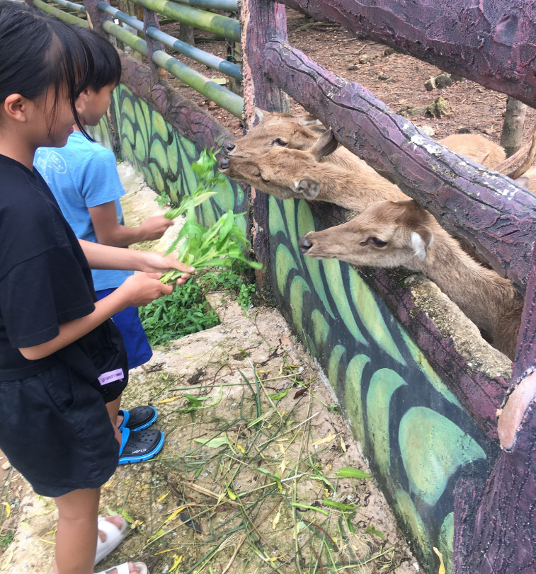 인도네시아  빈탄섬 사파리 라고이 & 에코팜 체험 이미지 2