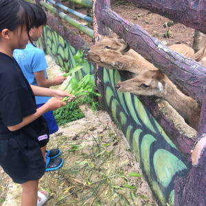 인도네시아  빈탄섬 사파리 라고이 & 에코팜 체험 솔직 후기 | 실사용자 리뷰 분석 - 상품 이미지 2