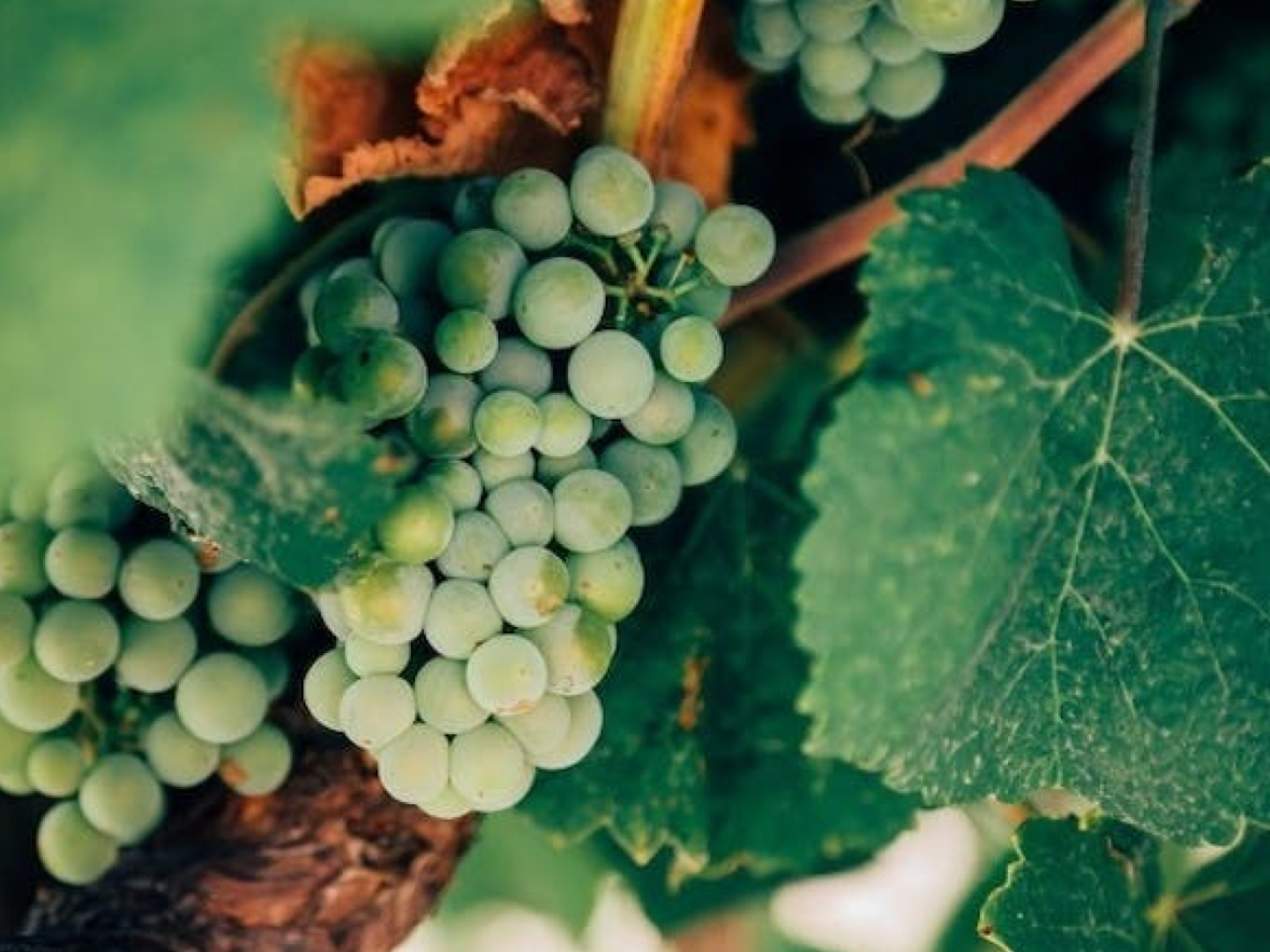 이탈리아 베로나 | 발폴리첼라 와인 테스팅 이미지 2