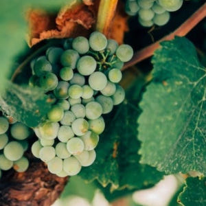 이탈리아 베로나 | 발폴리첼라 와인 테스팅 솔직 후기 | 실사용자 리뷰 분석 - 상품 이미지 2