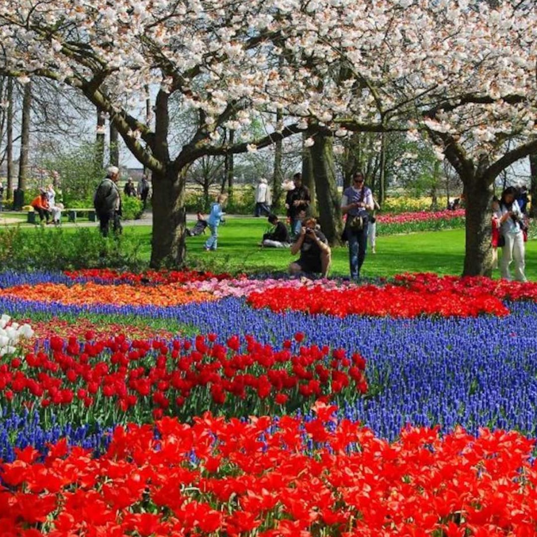 네덜란드 암스테르담 큐켄호프 튤립 들판 & 풍차 일일 투어 (암스테르담 출발) 이미지 3