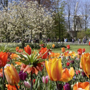 네덜란드 암스테르담 큐켄호프 튤립 들판 & 풍차 일일 투어 (암스테르담 ... 솔직 후기 | 실사용자 리뷰 분석 - 상품 이미지 1