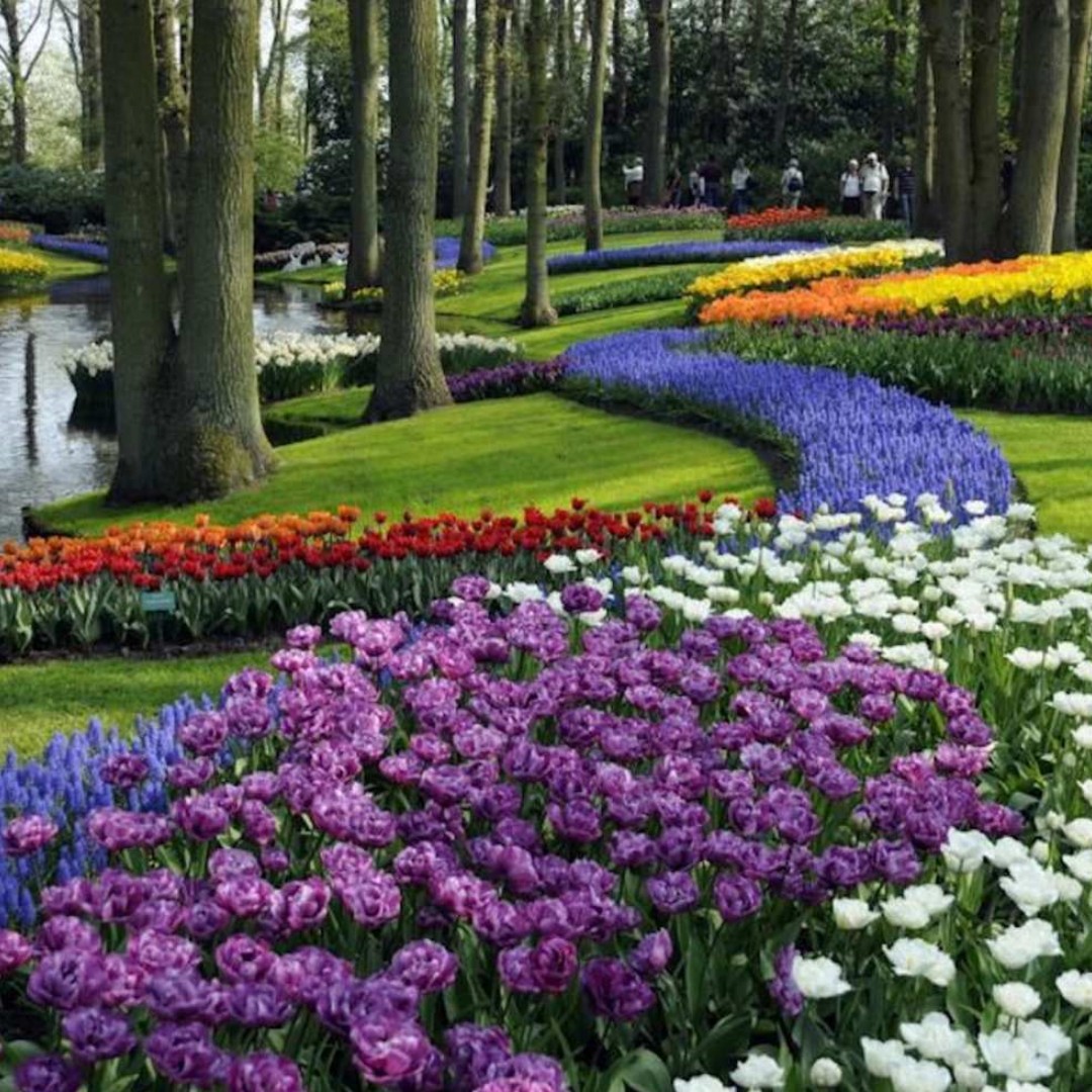 네덜란드 암스테르담 큐켄호프 튤립 들판 & 풍차 일일 투어 (암스테르담 출발) 이미지 2
