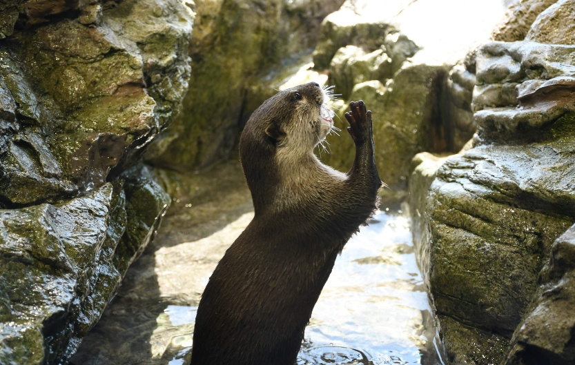 일본  후지사와 에노시마 아쿠아리움 입장권 이미지 3