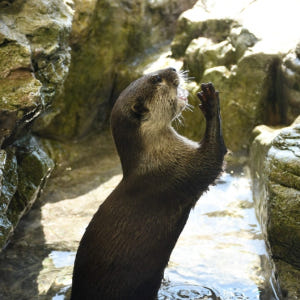일본  후지사와 에노시마 아쿠아리움 입장권 솔직 후기 | 실사용자 리뷰 분석 - 상품 이미지 3
