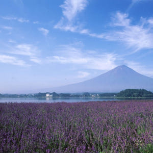 일본  후지 하코네 패스 솔직 후기 | 실사용자 리뷰 분석 - 상품 이미지 1