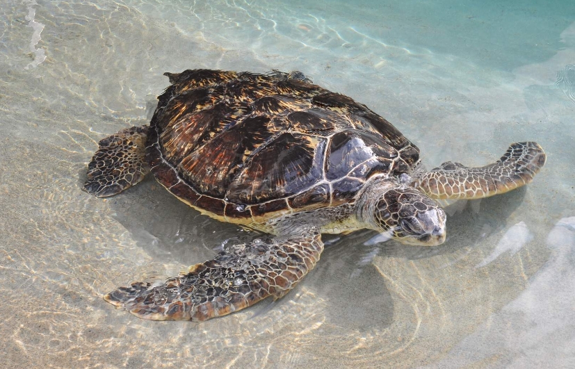 일본  후지사와 에노시마 아쿠아리움 입장권 이미지 4
