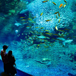 일본  후지사와 에노시마 아쿠아리움 입장권 솔직 후기 | 실사용자 리뷰 분석 - 상품 이미지 1