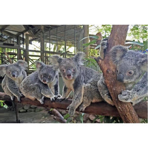 호주 케언즈에서 쿠란다 열대우림으로 떠나는 여행 솔직 후기 | 실사용자 리뷰 분석 - 상품 이미지 3