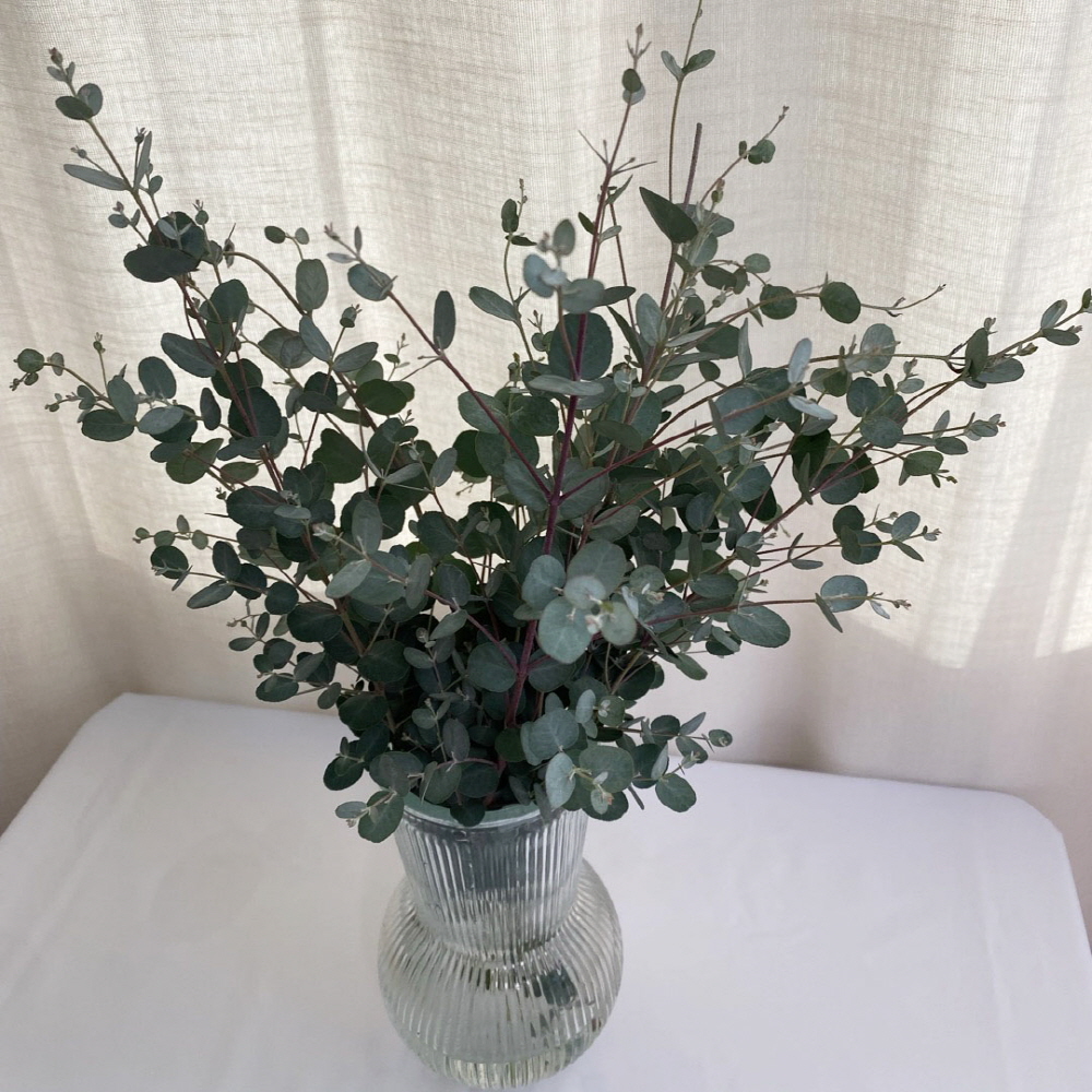 유칼립투스 블랙잭 구니 파블로 그린 초록 소재 생화택배