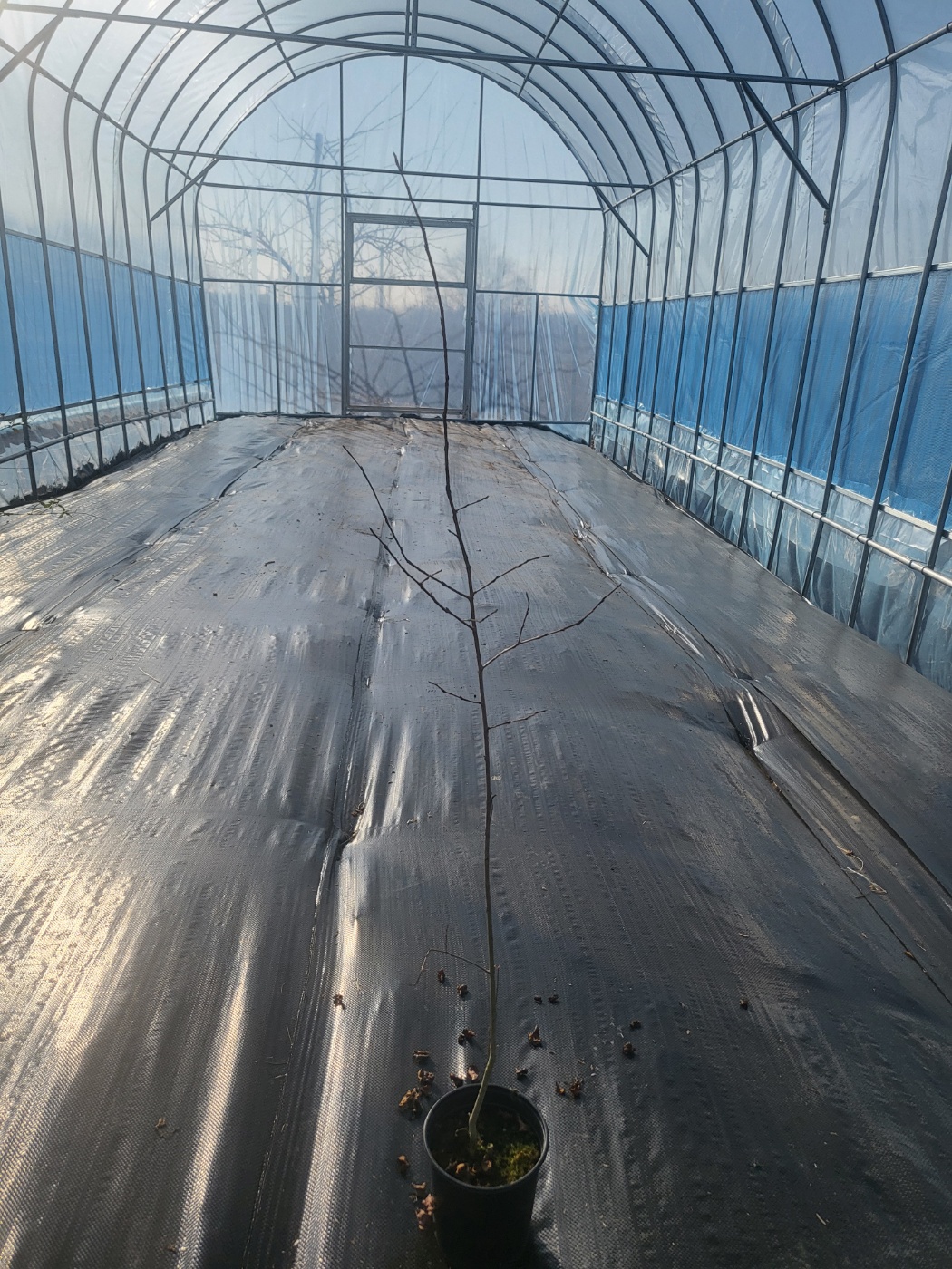 배롱나무 묘목 목백일홍 핑크벨루어 화분묘