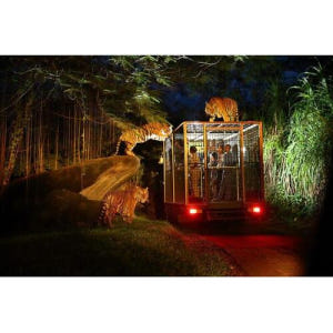 인도네시아 발리 사파리 & 해양 공원 나이트 사파리 솔직 후기 | 실사용자 리뷰 분석 - 상품 이미지 1