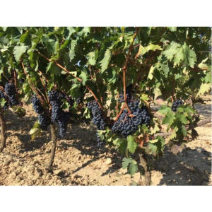 스페인 산세바스티안/빌바오/비토리아 출발 리오하 와인 투어 & 점심 식사 솔직 후기 | 실사용자 리뷰 분석 - 상품 이미지 3