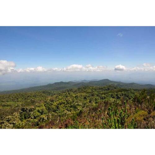 탄자니아 아루샤 또는 모시에서 출발하는 킬리만자로 산 당일 여행 트레킹 솔직 후기 | 실사용자 리뷰 분석 - 대표 이미지