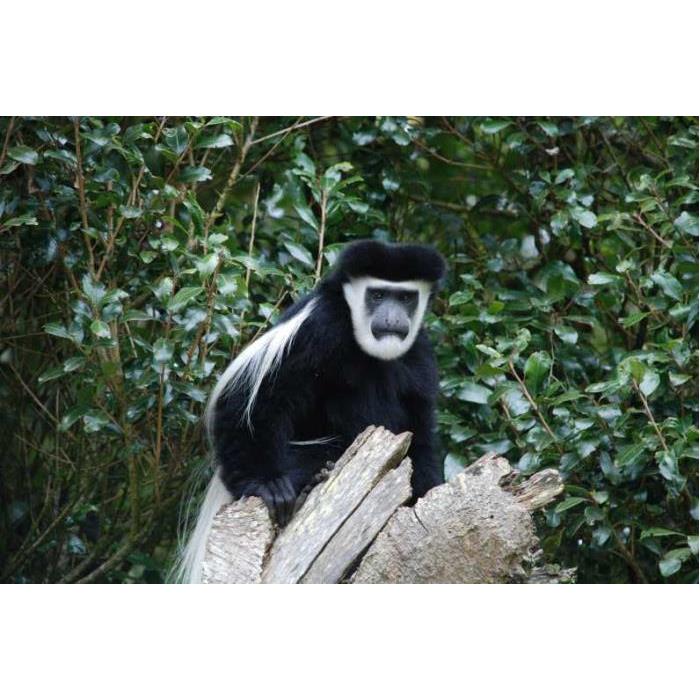 탄자니아 아루샤 또는 모시에서 출발하는 킬리만자로 산 당일 여행 트레킹 이미지 2