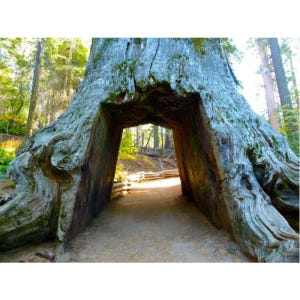 미국 라스베가스 출발 데스 밸리, 요세미티 및 샌프란시스코 4일 투어 솔직 후기 | 실사용자 리뷰 분석 - 상품 이미지 3