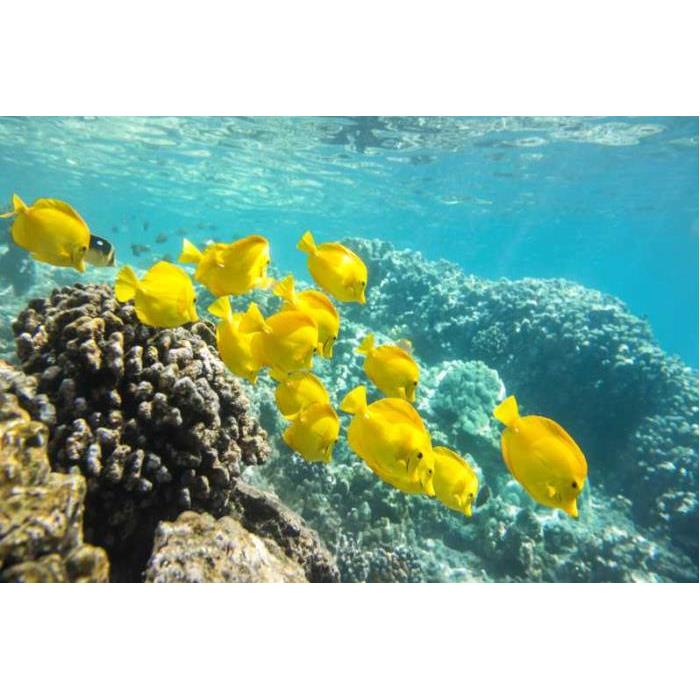 미국 하와이 오아후 와이키키 유리 바닥 보트 선셋 크루즈 이미지 3