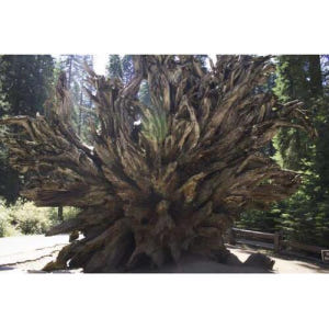 미국 샌프란시스코 출발 요세미티, 라스베이거스, 브라이스 & 시온 6일 ... 솔직 후기 | 실사용자 리뷰 분석 - 상품 이미지 1