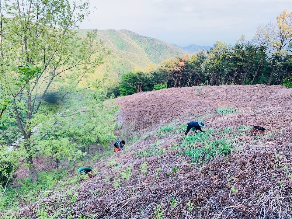 국내산 햇 고사리 삶은고사리 자연산 생고사리 고비나물 깨치미 건나물 건고사리 건고비 - 상세 이미지 4