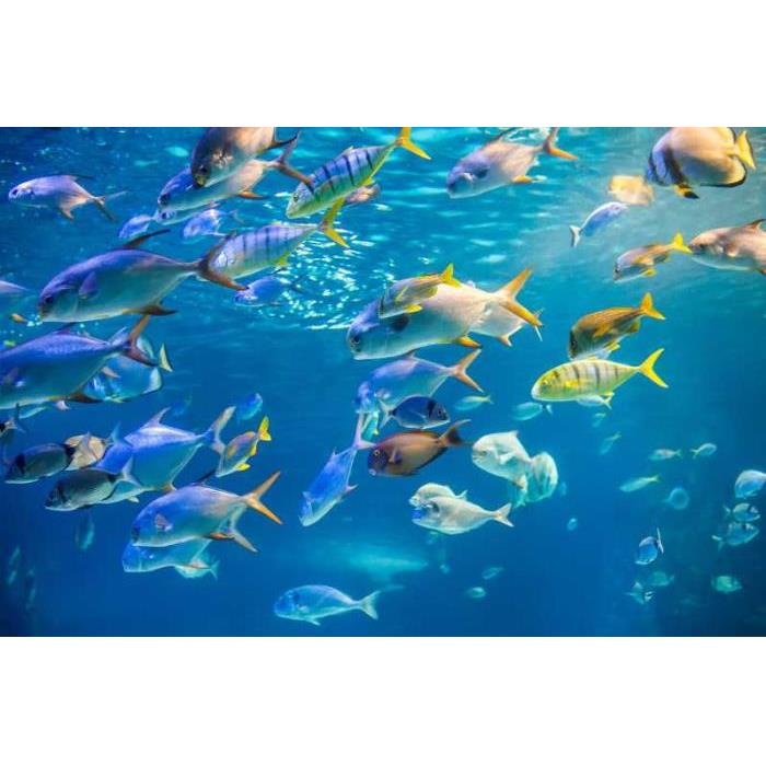 미국 하와이 오아후 와이키키 유리 바닥 보트 선셋 크루즈 이미지 4