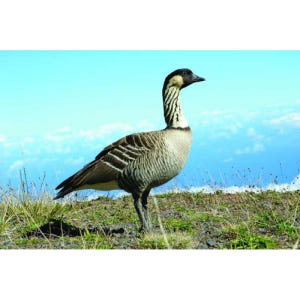 미국 하와이 마우이 할레아칼라 국립공원 선셋 투어 솔직 후기 | 실사용자 리뷰 분석 - 상품 이미지 3