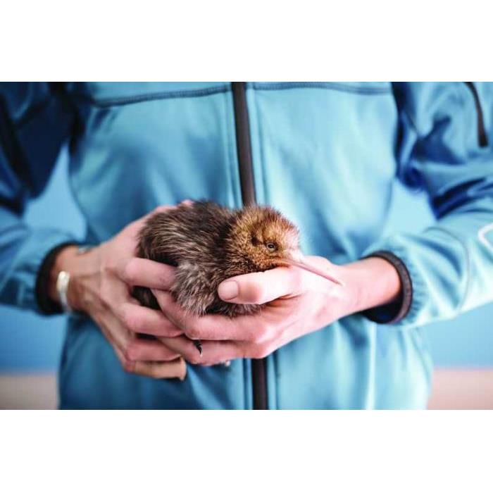 뉴질랜드 로터루아 국립 키위 부화장 투어