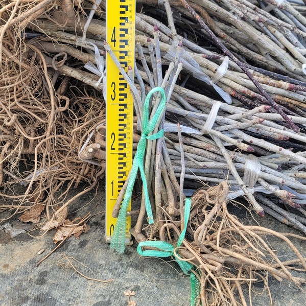 민엄나무묘목 30~50cm 가시없는 엄나무 제품 이미지