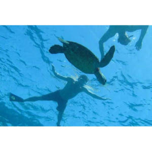 미국 하와이 빅아일랜드 캡틴 쿡 관광 및 스노클링 탐험 솔직 후기 | 실사용자 리뷰 분석 - 상품 이미지 3