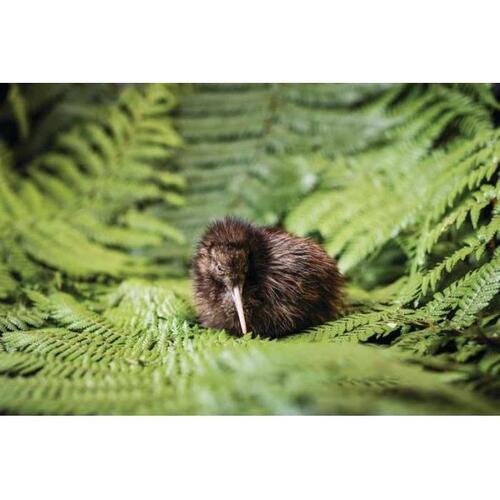 뉴질랜드 로터루아 국립 키위 부화장 투어