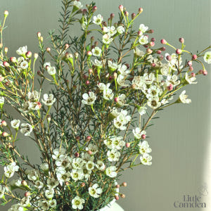 리틀캠든 왁스플라워 소형 생화 합리적인 온라인꽃집 솔직 후기 | 실사용자 리뷰 분석 - 상품 이미지 4