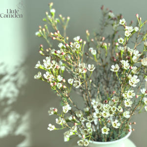 리틀캠든 왁스플라워 소형 생화 합리적인 온라인꽃집 솔직 후기 | 실사용자 리뷰 분석 - 상품 이미지 2