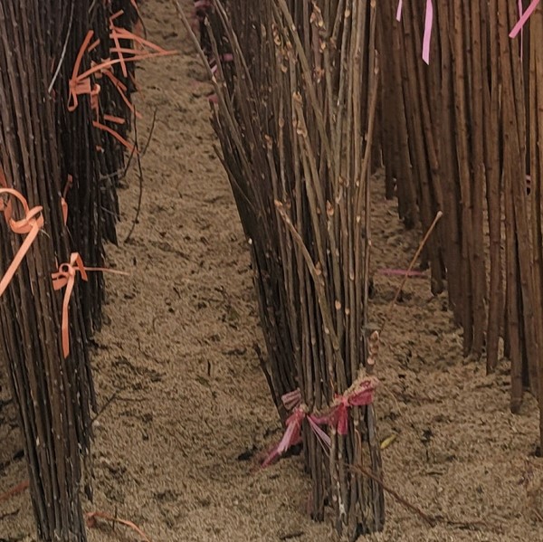 참죽나무 묘목 국산 가죽나무 제품 이미지