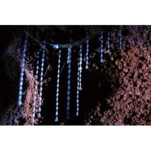 호주 골드코스트 내추럴 브리지 글로우 웜 나이트 투어 솔직 후기 | 실사용자 리뷰 분석 - 상품 이미지 3