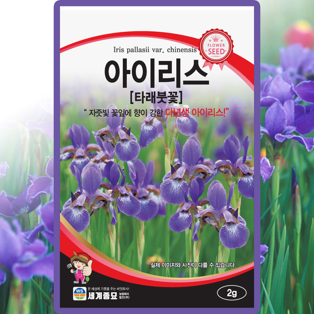 세계종묘 아이리스 씨앗 2g 타래붓꽃 씨앗 씨 붓꽃 종자 : 씨앗농장몰