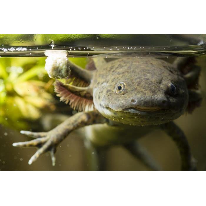 미국 플로리다 올랜도 The Wheel at Park™ + 마담 투소 또는 SEA LIFE AQUARIUM 이미지 3