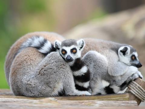 푸꾸옥 빈펄 사파리 주키퍼 투어 먹이주기 사육사 체험