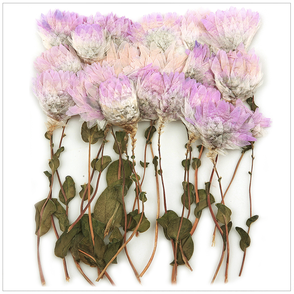 프레스코21 압화 줄기 노단새줄기(분홍/대) - 메인 이미지