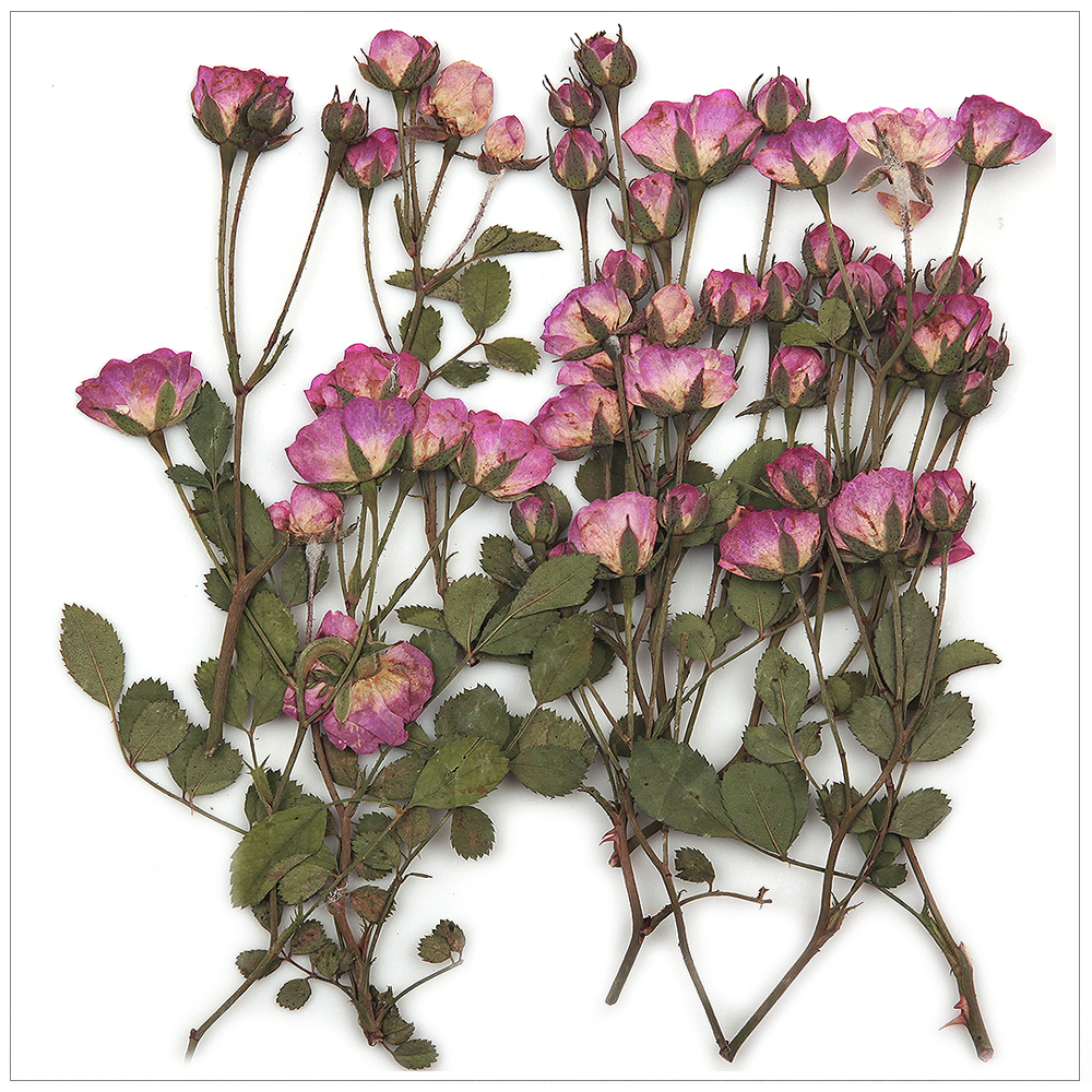 프레스코21 압화 줄기 미니장미줄기(분홍) 제품 이미지