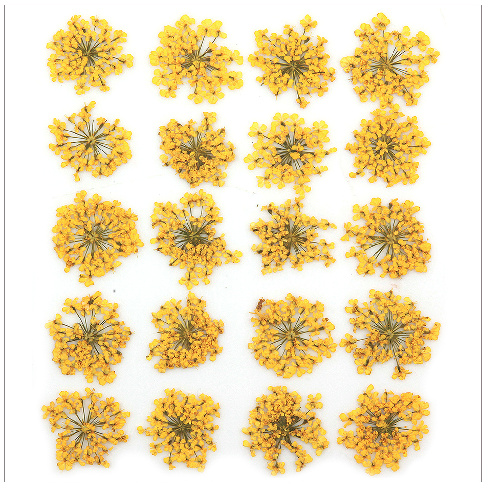 프레스코21 압화 꽃송이 레이스플라워(노랑) 실사용 후기 | 효과 있을까? - 대표 이미지