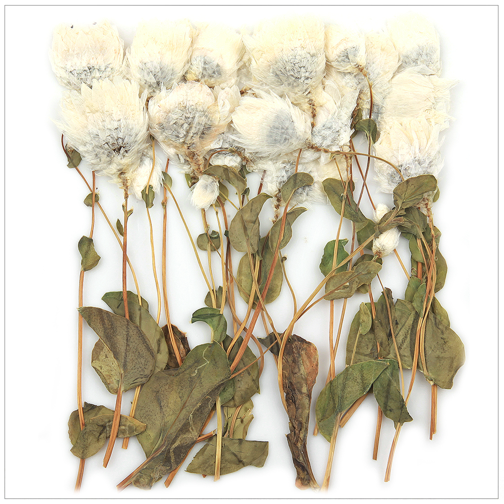 프레스코21 압화 줄기 노단새줄기(흰색/대) - 상품 이미지