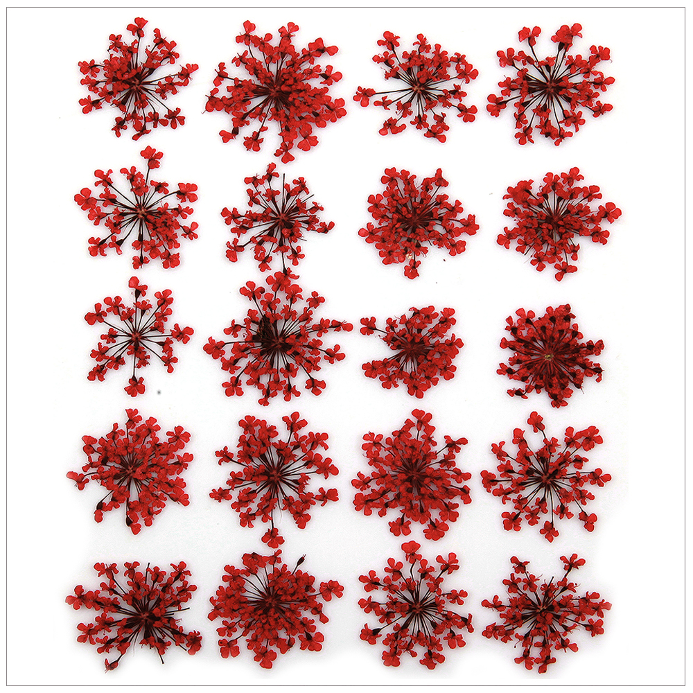 프레스코21 압화 꽃송이 레이스플라워(빨강) - 상품 이미지